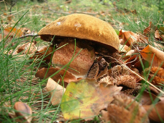 Hexenröhrling_Flockenstieliger_011