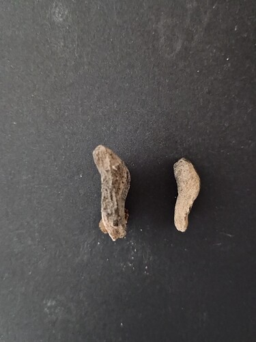 IMG_20250212_104313073