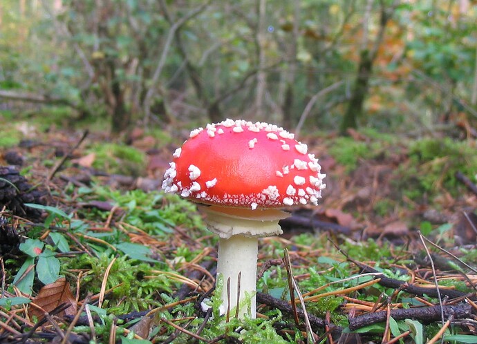 fliegenpilz-002