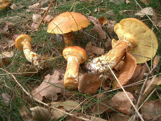Goldröhrling_1