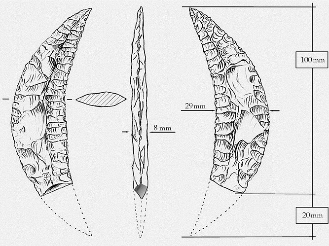 05 Kornsichel Zeichnung 2012-05