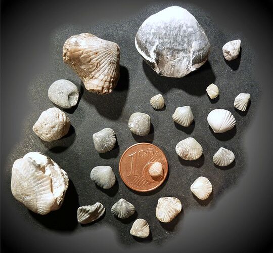 Brachiopods