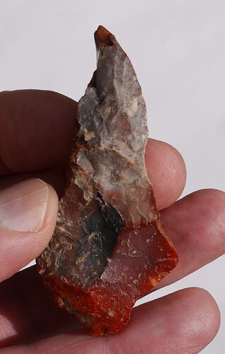 A_Bohrer_rot_ventral_Sammlung_Meinen_Edewecht_45_