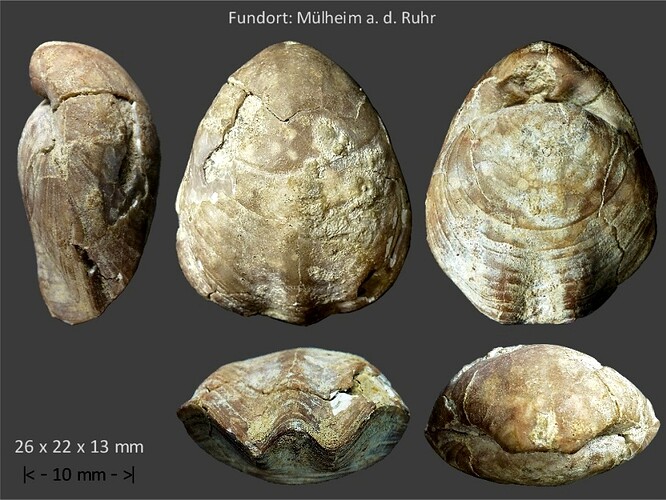 Brachiopode Mülheim a.d. Ruhr