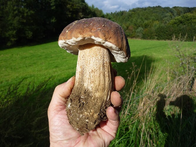 Pilze_2010-09-19 (13)