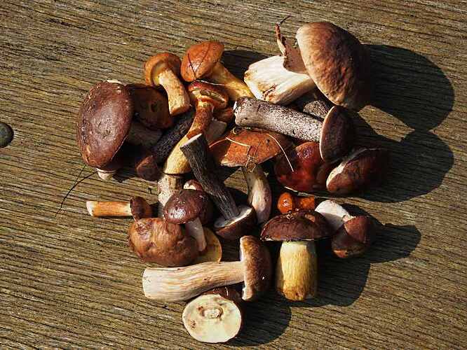 Pilze aus der Heide