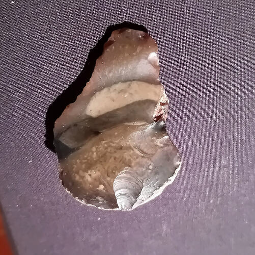 3.ventral