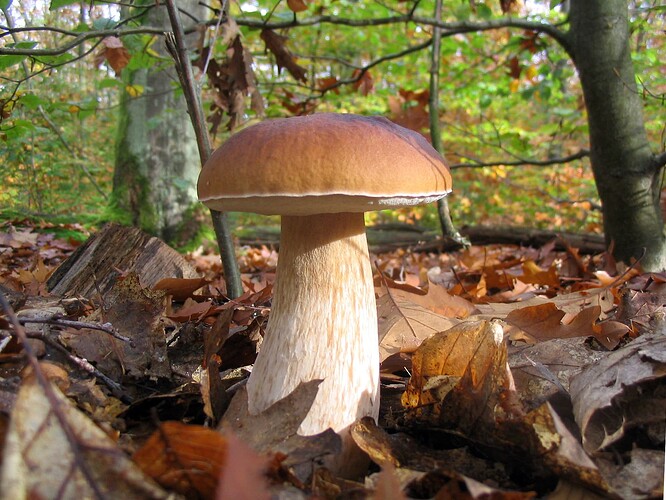 steinpilz01